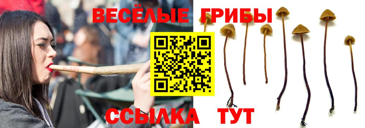 Псилоцибиновые грибы Psilocybe  Вход с VPN  Галлюциногенные грибы мицелий  Балахна 